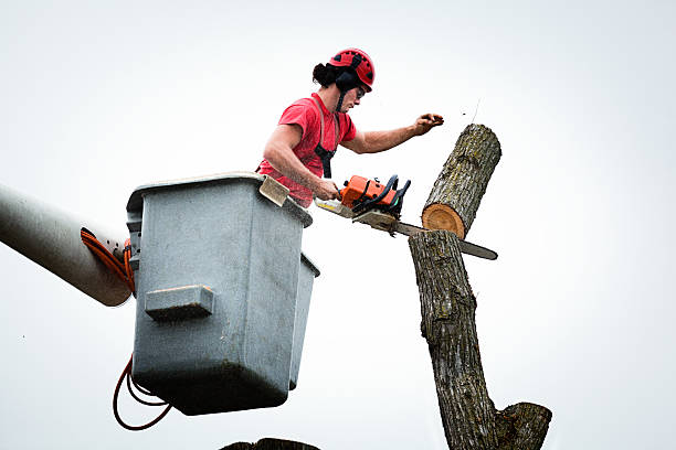 Reliable Abingdon, VA Tree Removal Services Solutions